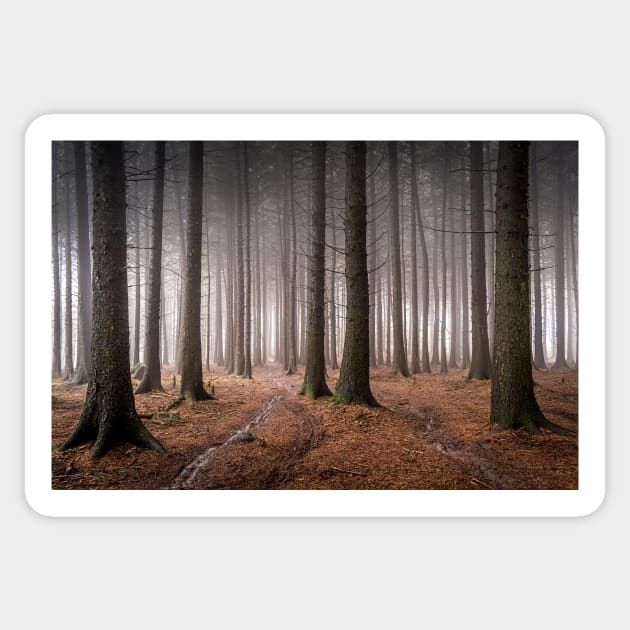 Misty Sitka Spruce Forest Scene Sticker by TonyNorth